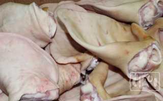 Копченые свиные уши: рецепты приготовления