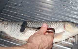 Как замариновать рыбу для копчения