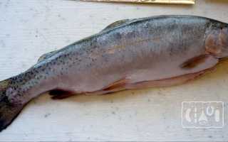 Как хранить копченую рыбу в домашних условиях