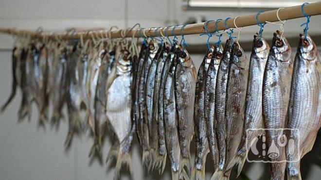 Наглядный пример как можно сушить селёдку Наглядный пример как можно сушить селёдку