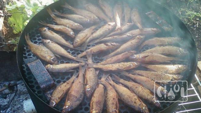 Копчение плотвы горячим методом Копчение плотвы горячим методом