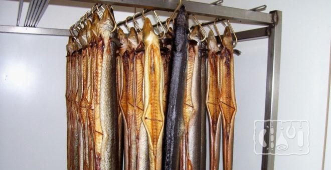 Копченый угорь холодным методом