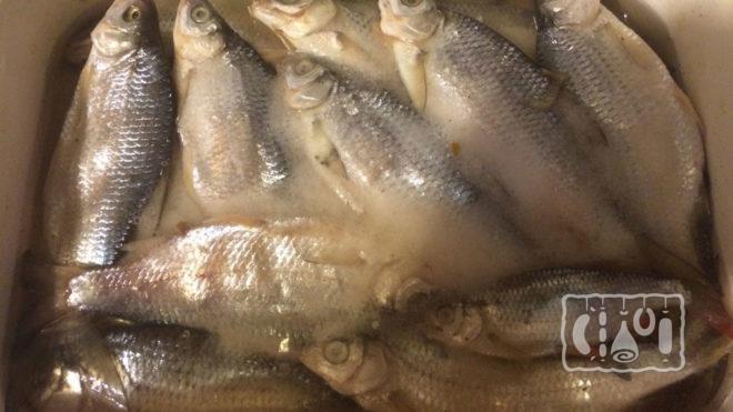 Мокрый посол рыбы