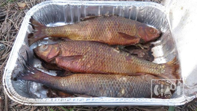 Одноразовая коптильня для рыбы Одноразовая коптильня для рыбы