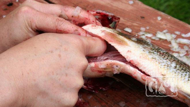 Процесс разделки рыбы Процесс разделки рыбы