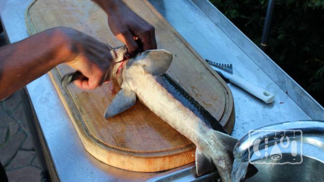 Разделка осетра Разделка осетра