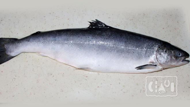 Рыба лосось Рыба лосось