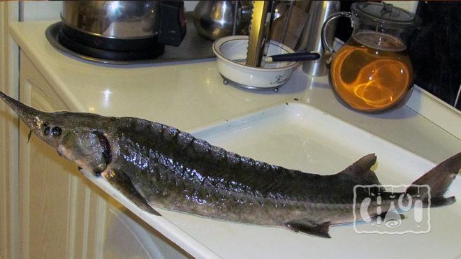 Свежая осетрина Свежая осетрина
