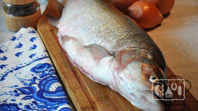 Свежий жерех Свежий жерех