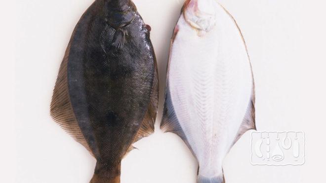 Тушка камбалы Тушка камбалы