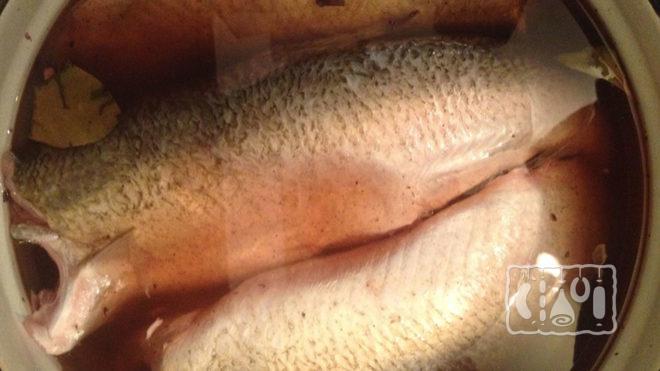 Жерех в рассоле Жерех в рассоле